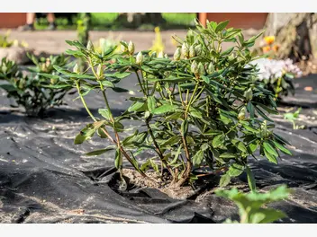 Ilustracja artykułu jak i kiedy sadzić rododendrony (azalie) - praktyczny poradnik