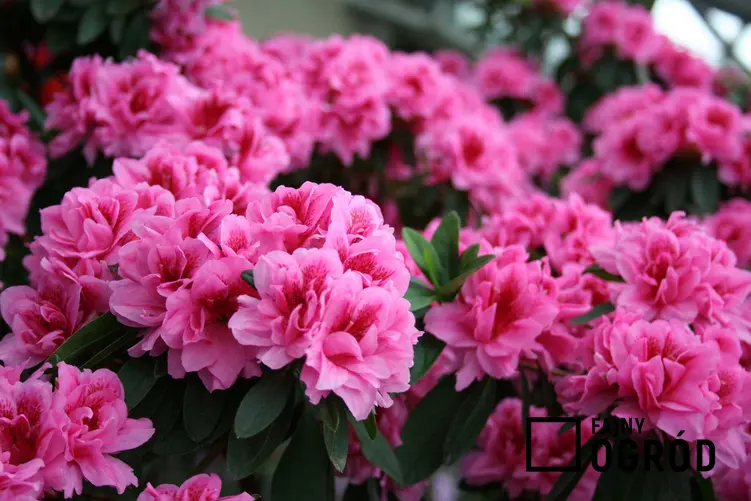 Azalia ogrodowa lub rododendron w czasie kwitnienia oraz porady kiedy i jak sadzić rododendrony