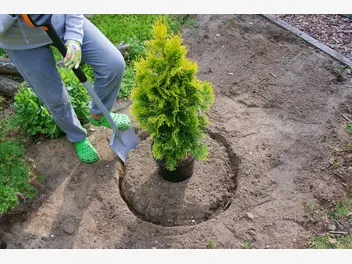 Ilustracja artykułu jak sadzić tuje ‘szmaragd’ na żywopłot - poradnik praktyczny