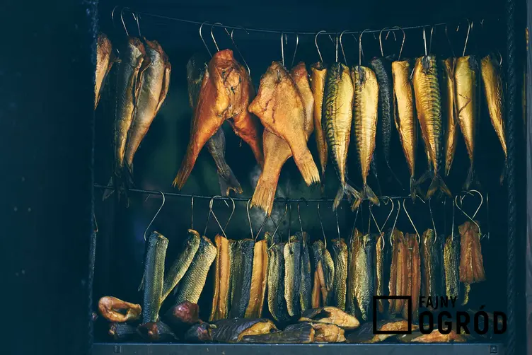 Ryby podczas wędzenia, czyli czas wędzenia i temperatura najlepsza do wędzenia ryb oraz różnego rodzaju mięs