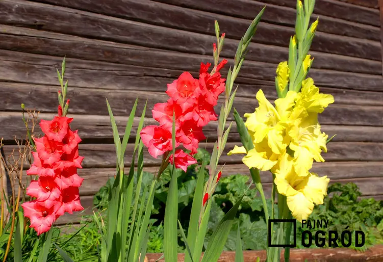 Mieczyki czy też gladiole w czasie kwitnienia oraz porady kiedy sadzić mieczyki, warunki uprawy, wymagania, stanowisko oraz pielegnacja