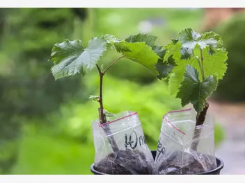 Ilustracja artykułu jak wybrać sadzonki winogron? odmiany, ceny, porady przy wyborze