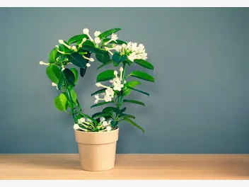 Ilustracja artykułu stefanotis bukietowy - piękny kwiat domowy - uprawa, pielęgnacja, podlewanie