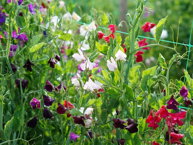 Groszek pachnący - uprawa i pielęgnacja