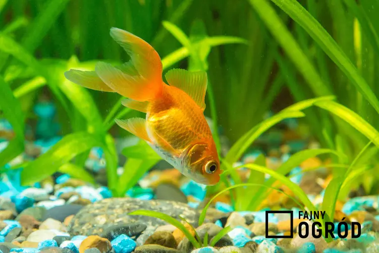 Złota rybka w akwarium oraz nurzaniec spiralny, czyli trawa akwariowa o ciekawym pokroju i wartości dekoracyjnej