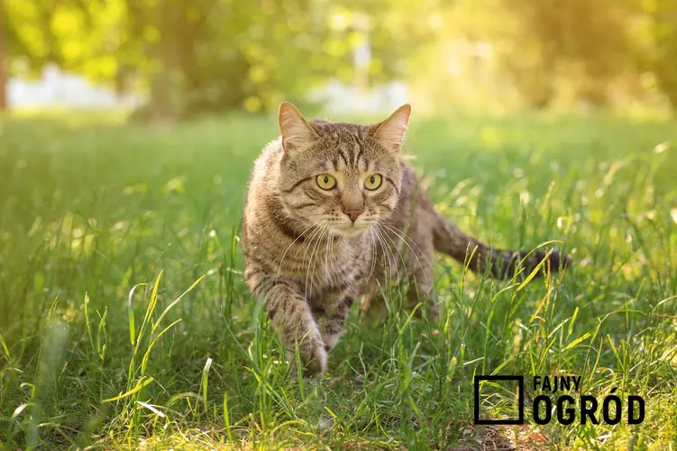 Kot w ogrodzie, czyli jak odstraszyć koty i czym odstraszyć koty