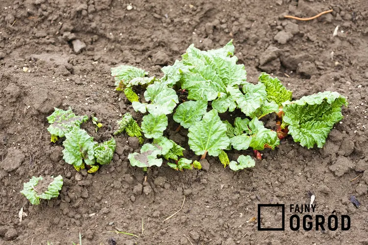 Rabarbar malinowy w ogrodzie, czyli sadzonki rabarbaru - odmiany, warunki uprawy, wymagania, stanowisko, zastosowanie, wykorzystanie -porady