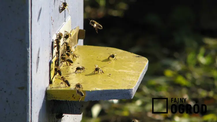 Pszczoły murarki oraz hodowla pszczół murarek w ogrodzie przydomowym, najlepsze porady, wskazówki, cena