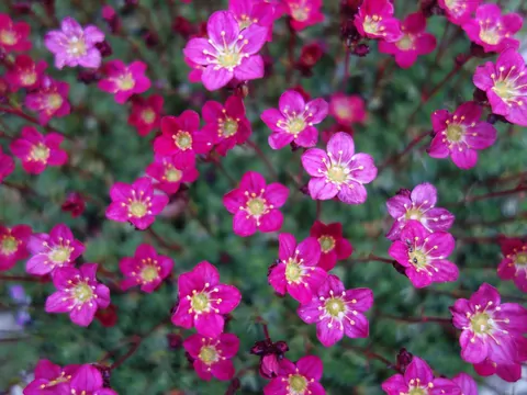 Skalnica Arendsa: uprawa i pielęgnacja