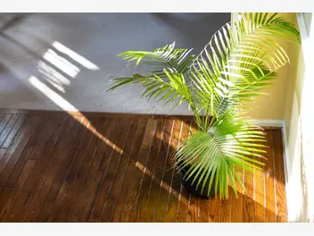 Ilustracja artykułu palma areka żółtawa (chryzalidokarpus) - uprawa, pielęgnacja, podlewanie, porady praktyczne