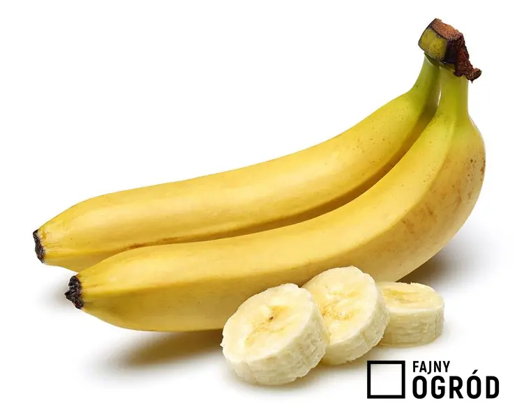 Banany leżące na stole, a także nawóz z bananów krok po kroku i jak go przygotować, zastosowanie i przepisy