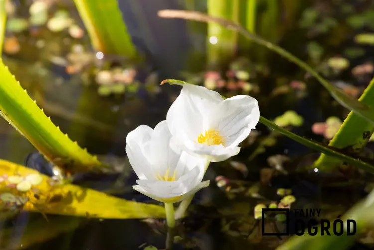 Żabiściek pływający, czyli pływająca roślina wodna o białych kwiatach oraz uprawa,wymagania, sadzenie i pielęgnacja