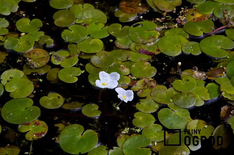 Żabiściek pływający, czyli pływająca roślina wodna o białych kwiatach oraz warunki uprawy, sadzenie, wymagania i pielęgnacja