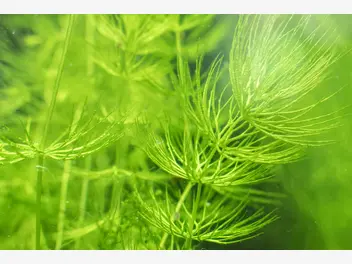 Ilustracja artykułu rogatek sztywny - roślina do akwarium - sadzenie, uprawa, pielęgnacja
