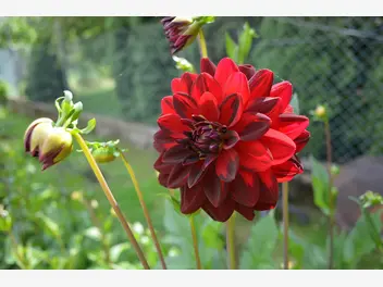 Ilustracja artykułu georginia (dalia) - piękny kwiat - odmiany, uprawa, pielęgnacja