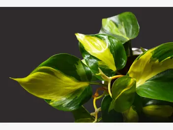 Ilustracja artykułu filodendron pnący - wymagania, uprawa, pielęgnacja, podlewanie