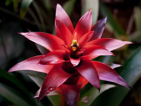 Bromelia doniczkowa: uprawa i pielęgnacja