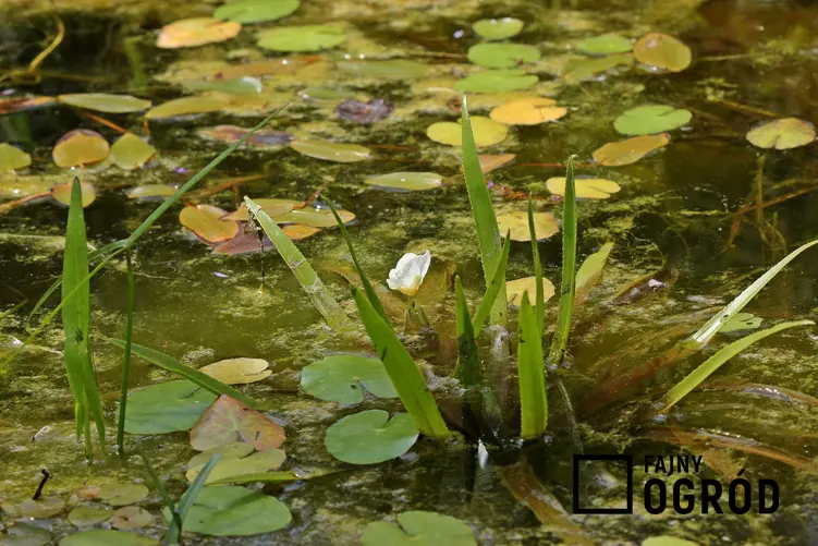 Strzałka wodna sagittaria sagittifolia w oczku wodnym jako ciekawa roślina wodna oraz pielęgnacja w ogrodzie