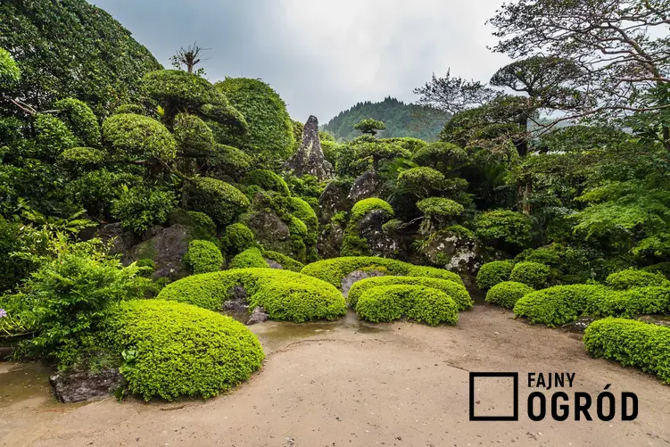 Ogrody japońskie oraz porady jak założyć ogród japoński, rośliny do ogrodu japońskiego oraz porady