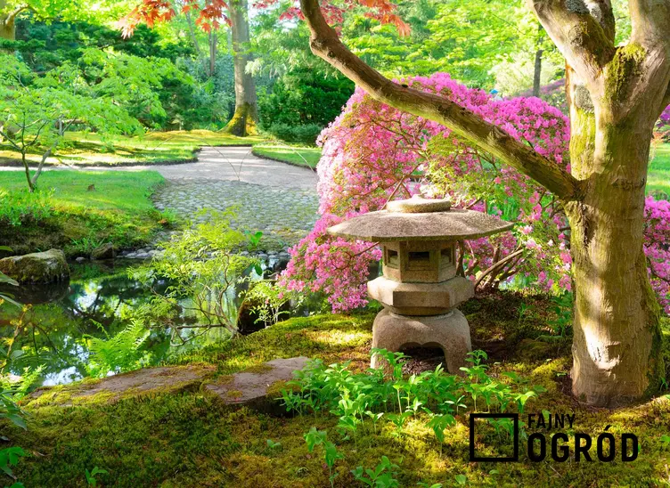 Ogrody japońskie oraz porady jak założyć ogród japoński, czyli ogród japoński krok po kroku, najlepsze rośliny i porady