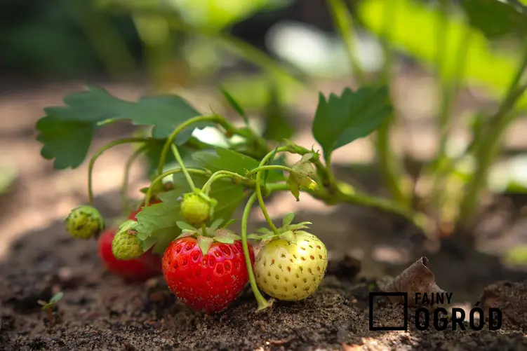 Owoce truskawki na krzaczku w ogrodzie oraz odmiany truskawek, ich rodzaje i polecane gatunk - sadzenie, wymagania, warunki uprawy