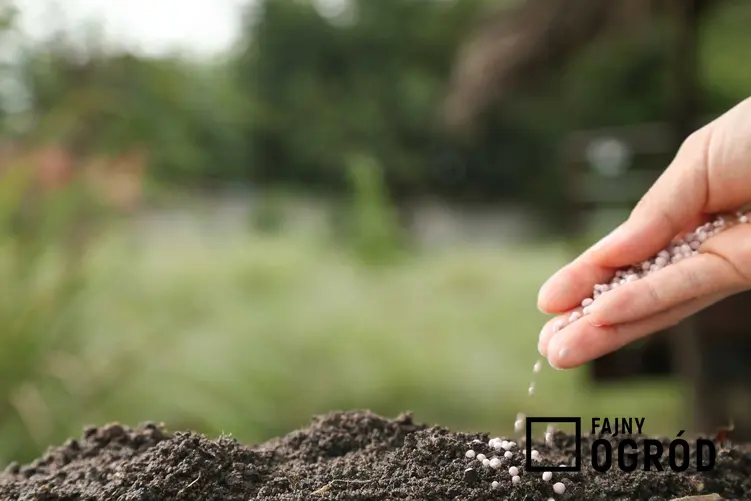 Użyźnianie gleby, czyli porady, jak użyźnić glebę i polecane rośliny użyźniające glebę do zastosowania w ogrodzie