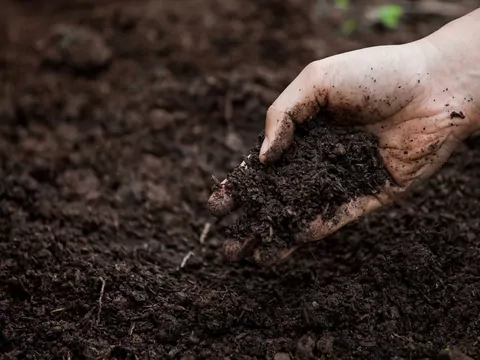 Jak użyźnić ziemię w ogrodzie
