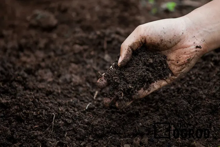 Gleba oraz użyźnianie gleby, czyli porady, jak użyźnić glebę,, czym ją nawozić oraz najlepsze polecane rośliny użyźniające glebę