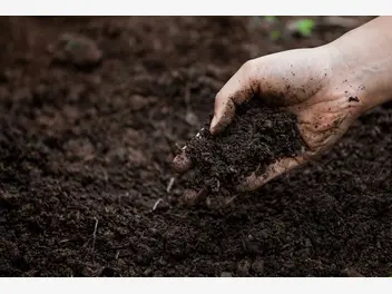 Ilustracja artykułu użyźnianie gleby krok po kroku - jak użyźnić ziemię w ogrodzie?