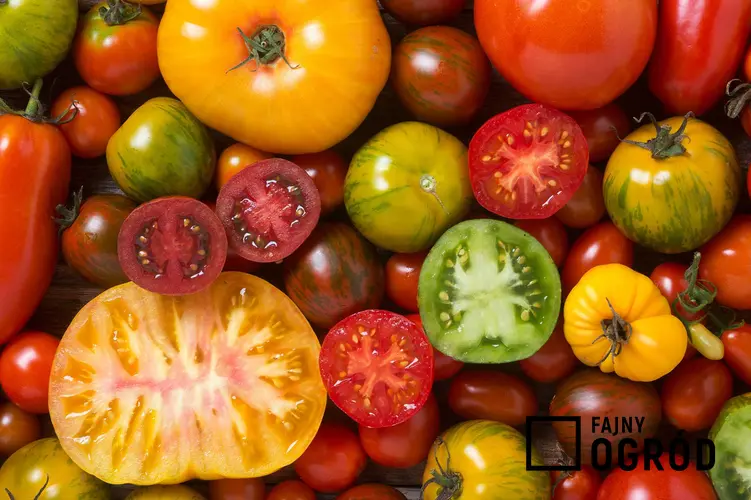 Pomidory w różnych kolorach - odmiany, warunki uprawy, pielęgnacja, a także wyjaśnienie kwestii, czy pomidor to owoc czy warzywo