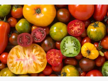 Ilustracja artykułu czy pomidor to owoc czy warzywo? wyjaśniamy