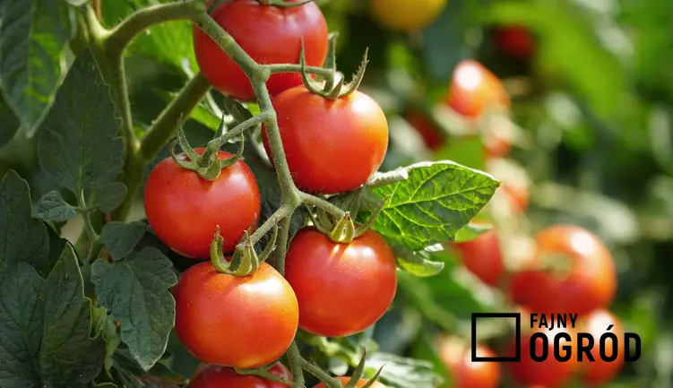 Pomidory na krzaczku, odmiany, warunki uprawy i pielegnacj, właściwości i zastosowanie, a także wyjaśnienie kwestii, czy pomidor jest owocem czy warzywem