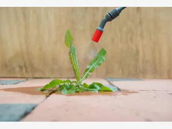 Ilustracja artykułu oprysk na chwasty w ogrodzie - polecane preparaty chwastobójcze