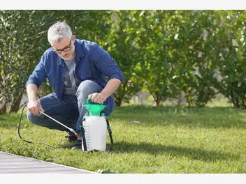 Ilustracja artykułu chwasty na trawniku - najskuteczniejsze metody usuwania, opryski, porady