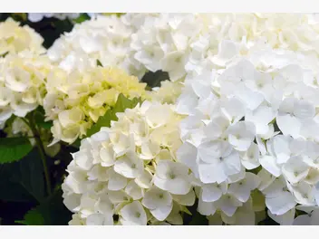 Ilustracja artykułu hortensja biała - odmiany, sadzenie, uprawa, pielęgnacja, porady