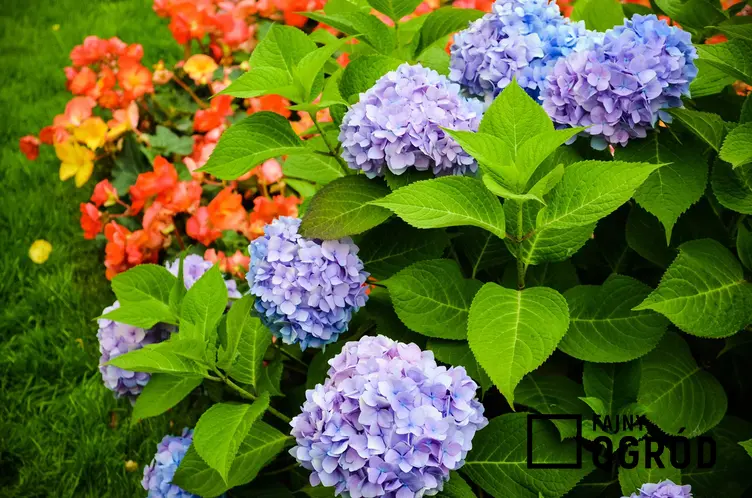 Hortensja ogrodowa niebieska w czasie kwitnienia, a także pielęgnacja hortensji oraz warunki uprawy, wymagania, stanowisko, sadzenie - porady