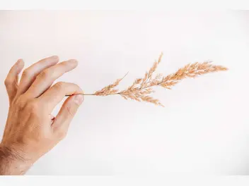 Ilustracja artykułu nasiona traw ozdobnych - popularne gatunki, opinie, polecane sklepy