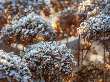Ilustracja artykułu zimowanie hortensji ogrodowej - jak zabezpieczyć krzew na zimę