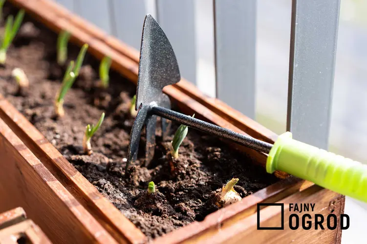 Warzywniak w skrzyniach, czyli mały ogródek warzywny w skrzynkach i sposób na zrobienie idealnego warzywniaka w ogordzie