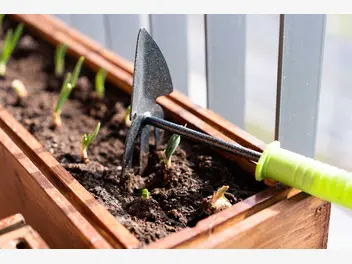 Ilustracja artykułu warzywniak w skrzynkach - jak urządzić ogródek warzywny w skrzynkach?