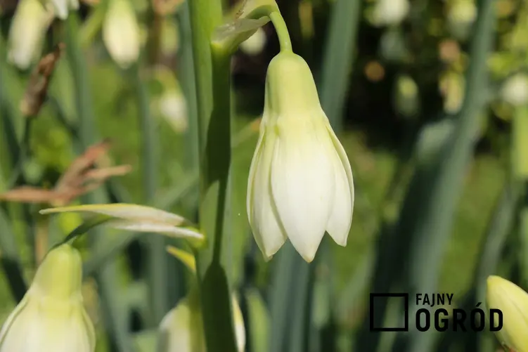 Kwiat galtonia biaława z łaciny galtonia candicans oraz jej uprawa, wymagania, stanowisko i pielęgnacja w ogrodzie