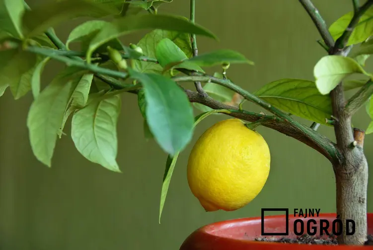Cytryna skierniewicka na drzewku oraz jej sadzonki, pielęgnacja, zimowanie i uprawa cytryny zwyczajnej
