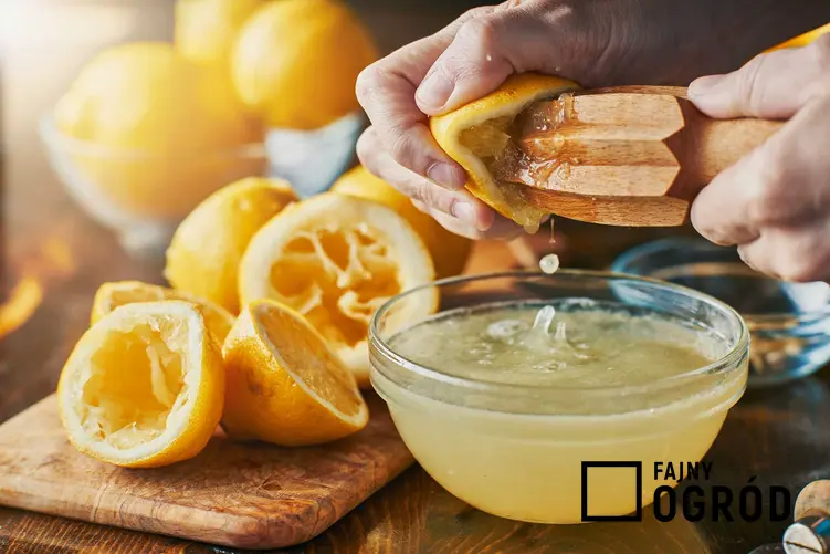 Sok z cytryny, a także picie soku z cytryny na czczo, jego działanie i właściwości oczyszczające krok po kroku