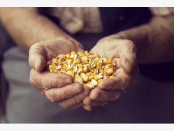 Ilustracja artykułu nasiona kukurydzy do siewu i na ziarno - rodzaje, ceny, opinie, porady