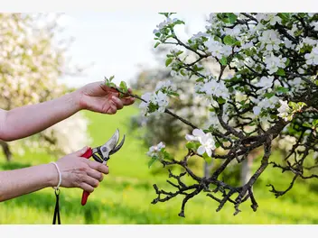 Ilustracja artykułu przycinanie jabłoni krok po kroku - jak i kiedy przycinać jabłoń?