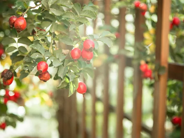 Właściwości i zastosowanie dzikiej róży