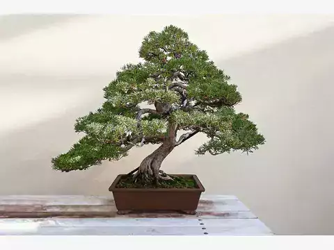 Najlepsza ziemia do bonsai