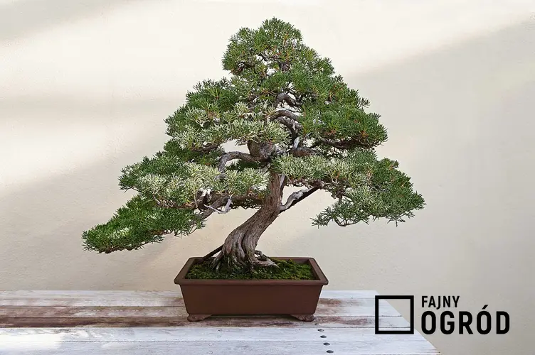 Drzewko bonsai w doniczce, a także ziemia do bonsai, czyli ziemia do drzewka bonsai uprawianego na parapecie