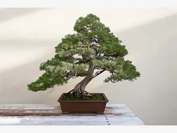 Ilustracja artykułu jaka ziemia do bonsai będzie najlepsza? wyjaśniamy krok po kroku