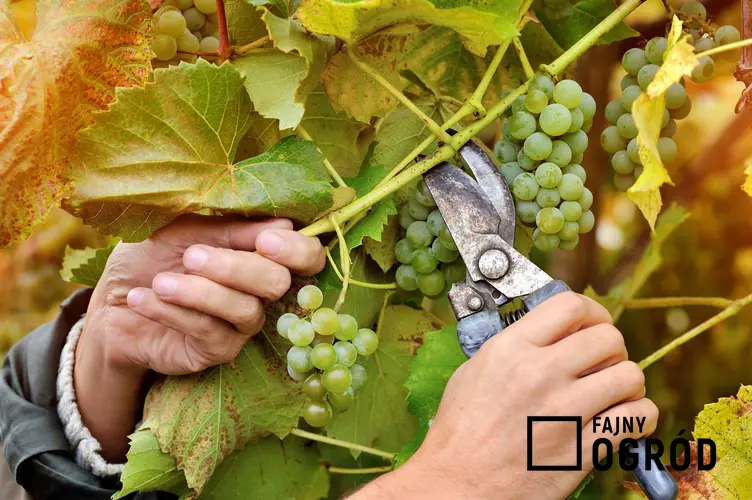 Przycinanie winogron wiosną i cięcie winogron po posadzeniu, czyli obcinanie winorośli krok po kroku i zastosowanie